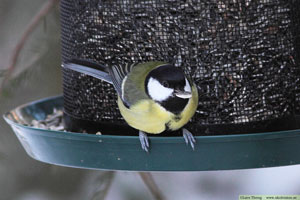 Talgoxe, Parus major